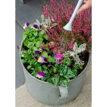 Decorative Pansy Plant 8a-pansy plant-9565710-87927.webp